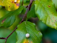 Gallmückenei auf noch grünem Buchenblatt